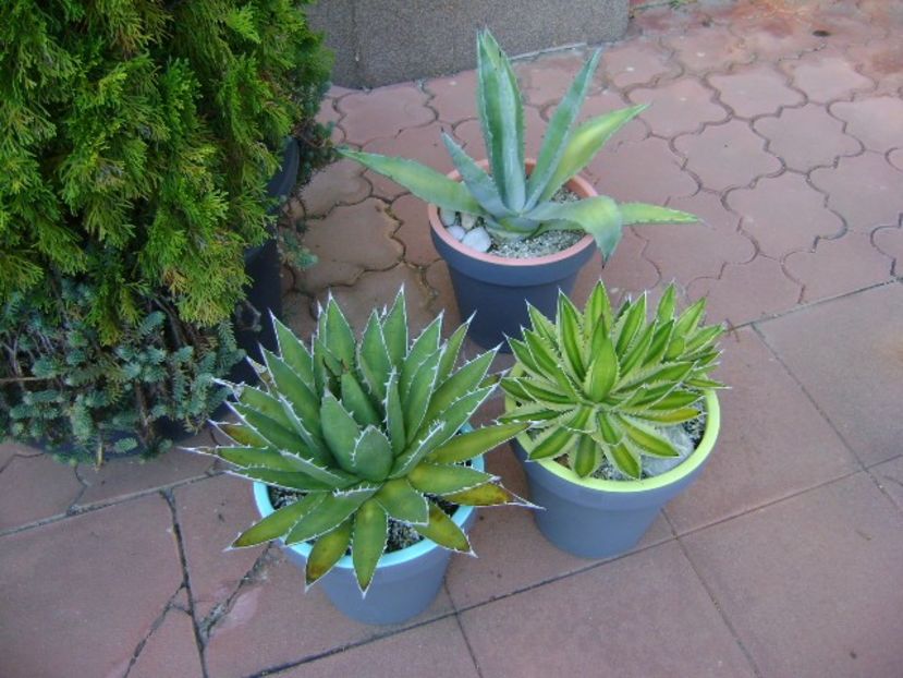 Grup de 3 agave mari - Agave si Yucca 2018