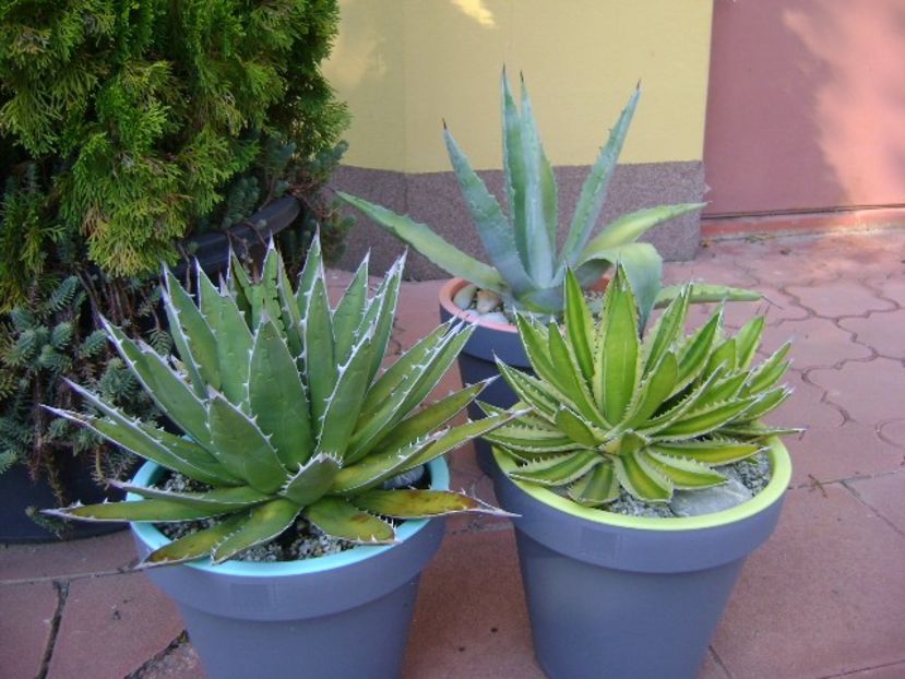 Grup de 3 agave mari - Agave si Yucca 2018