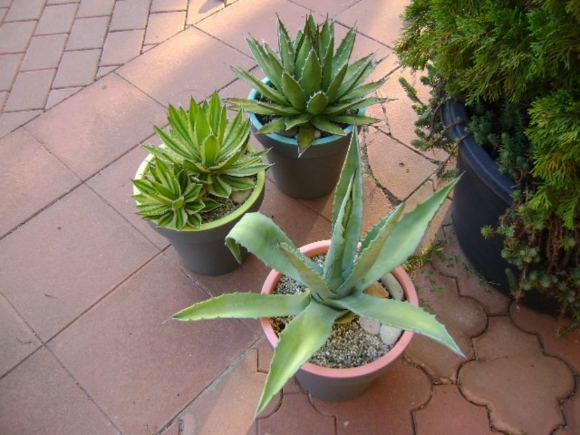 Grup de 3 agave mari - Agave si Yucca 2018