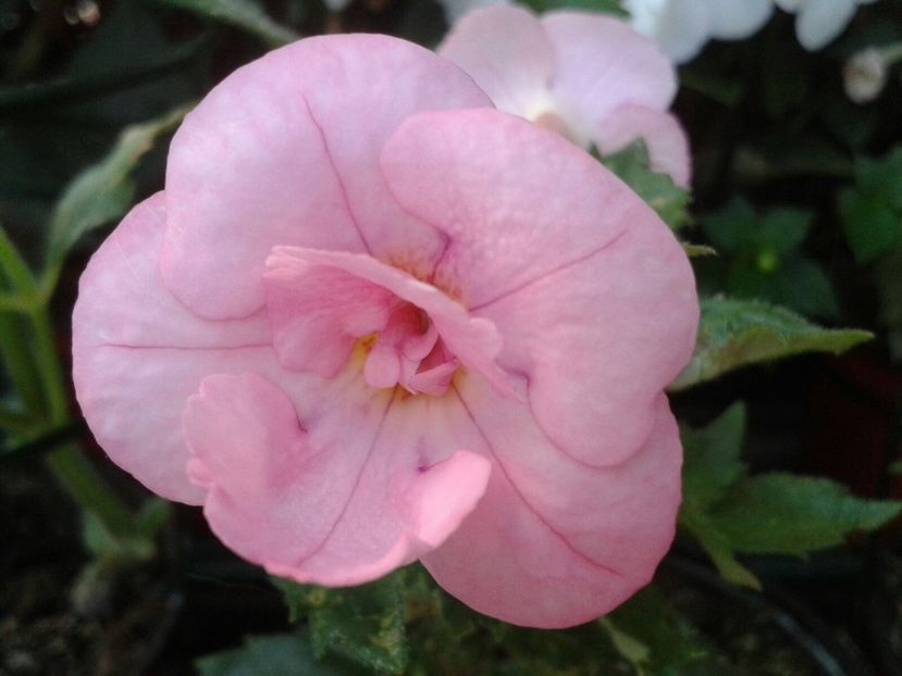 Aussie Beauty - Achimenes și Kohleria 2018