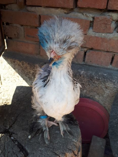  - Pui gaina 2018