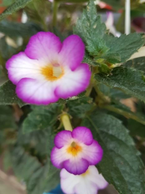 Daisy boo - achimenes 2018