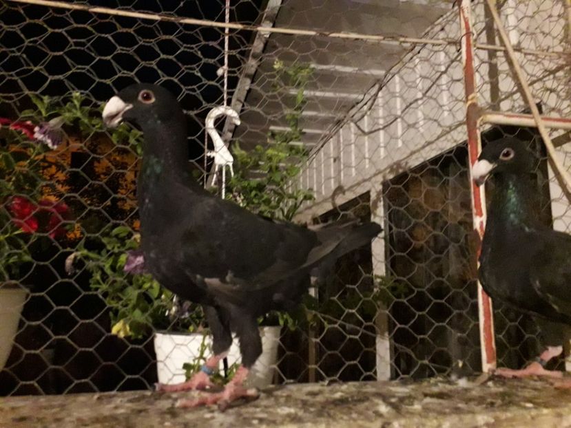  - Pui voiajori germani 2018