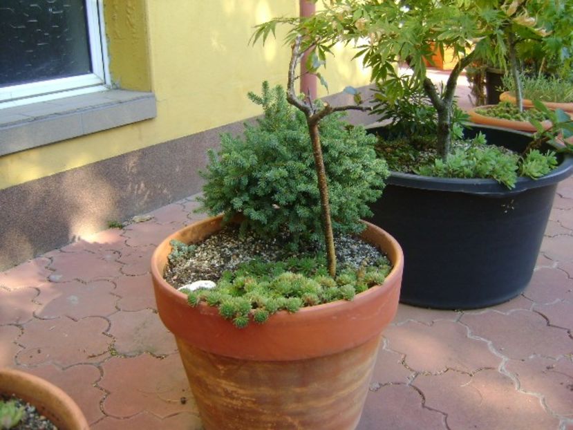 Mesteacan negru - Bonsai si prebonsai 2018-2020