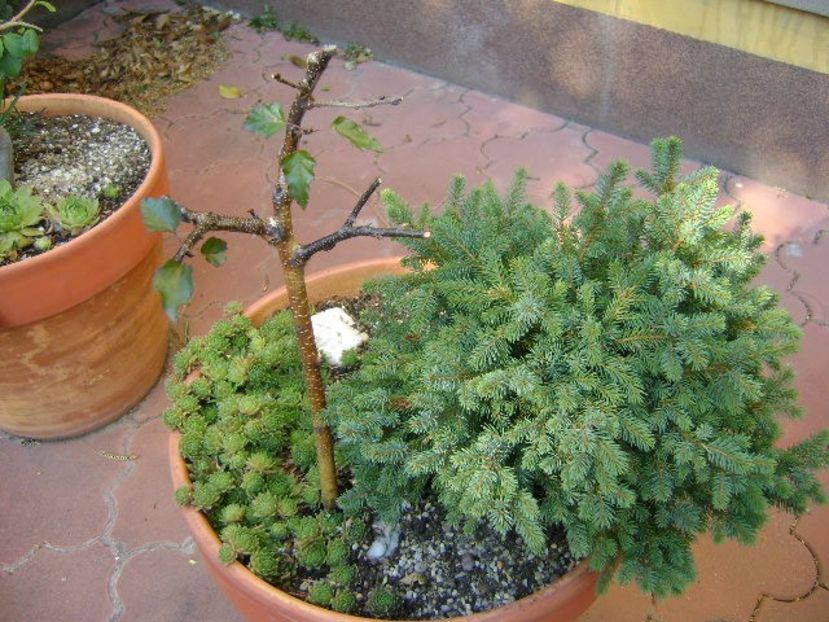 Mesteacan negru - Bonsai si prebonsai 2018-2020