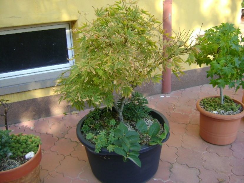 Artar japonez rosu - Bonsai si prebonsai 2018-2020