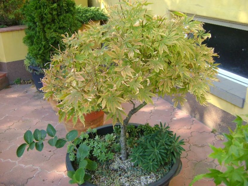 Artar japonez rosu - Bonsai si prebonsai 2018-2020