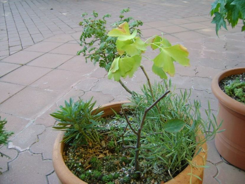 Arbore de stafide & Ginkgo biloba & Paducel - Bonsai si prebonsai 2018-2020