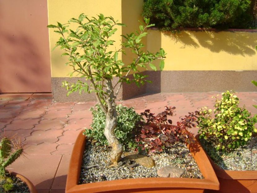 Rodiu - Bonsai si prebonsai 2018-2020