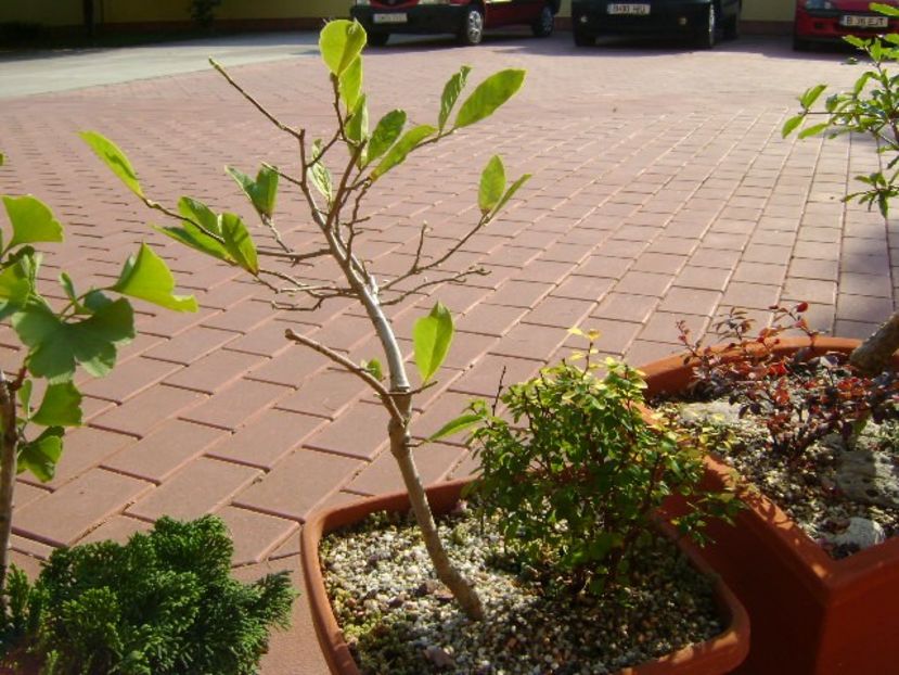 Magnolia stellata - Bonsai si prebonsai 2018-2020