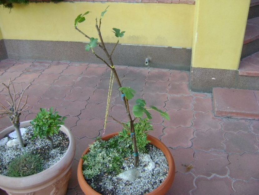 Ficus carica (smochin) - Bonsai si prebonsai 2018-2020