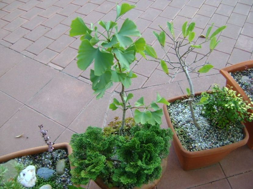 Ginkgo biloba - Bonsai si prebonsai 2018-2020