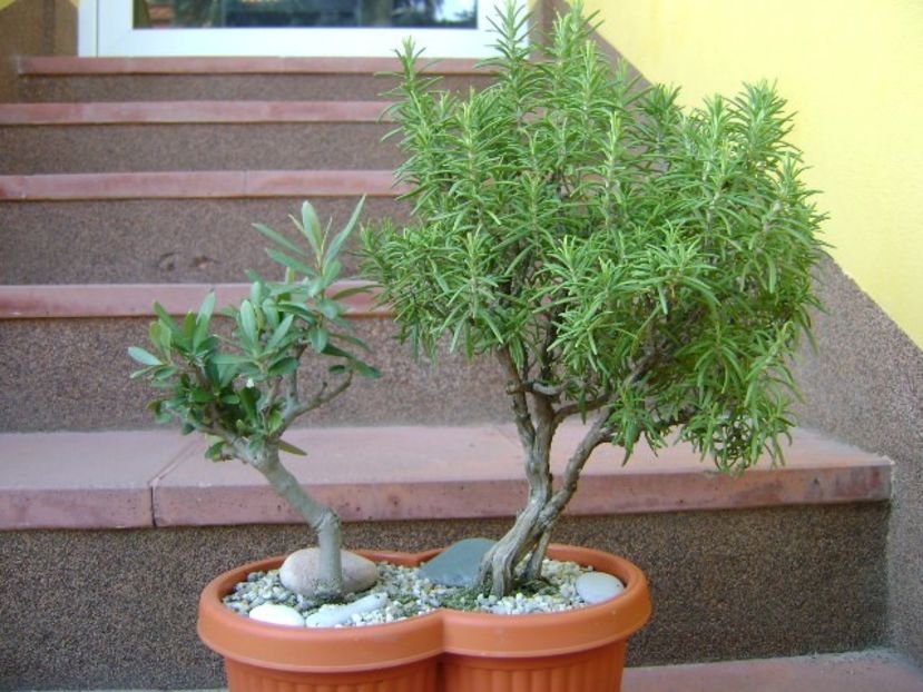 Rozmarin & maslin - Bonsai si prebonsai 2018-2020