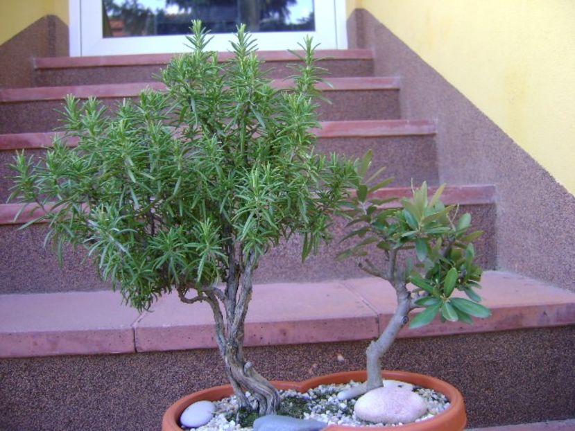 Rozmarin & maslin - Bonsai si prebonsai 2018-2020