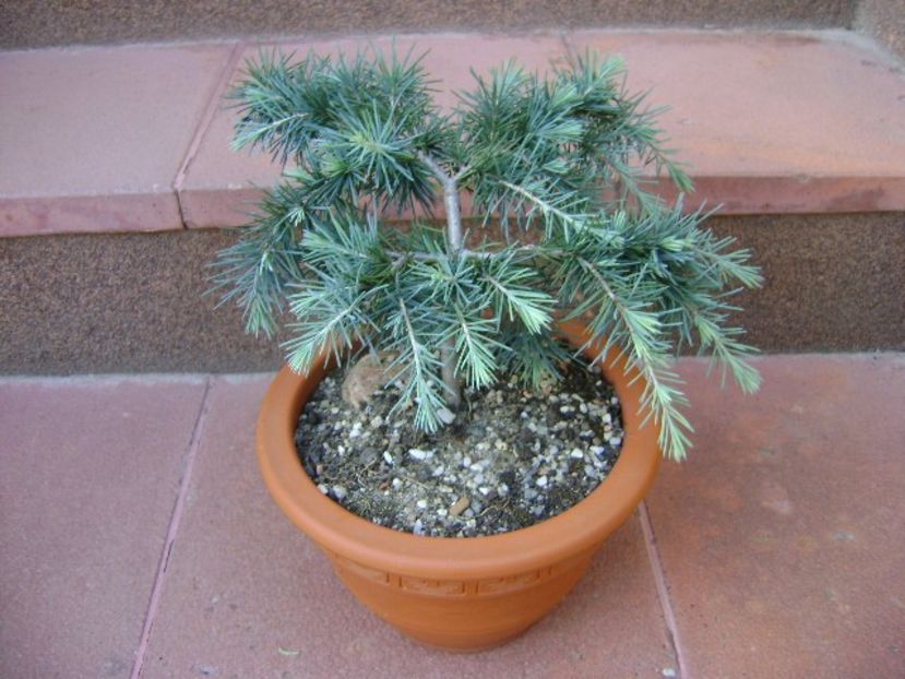 Cedrus deodara "feeling blue" - Bonsai si prebonsai 2018-2020