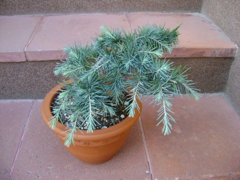 Cedrus deodara "feeling blue" - Bonsai si prebonsai 2018-2020