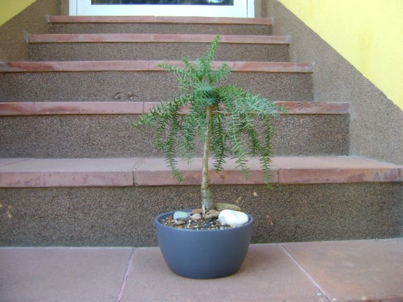 Araucaria cunninghamii v. glauca - Bonsai si prebonsai 2018-2020