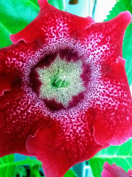 20180820_075302-EFFECTS - gloxinia 2018