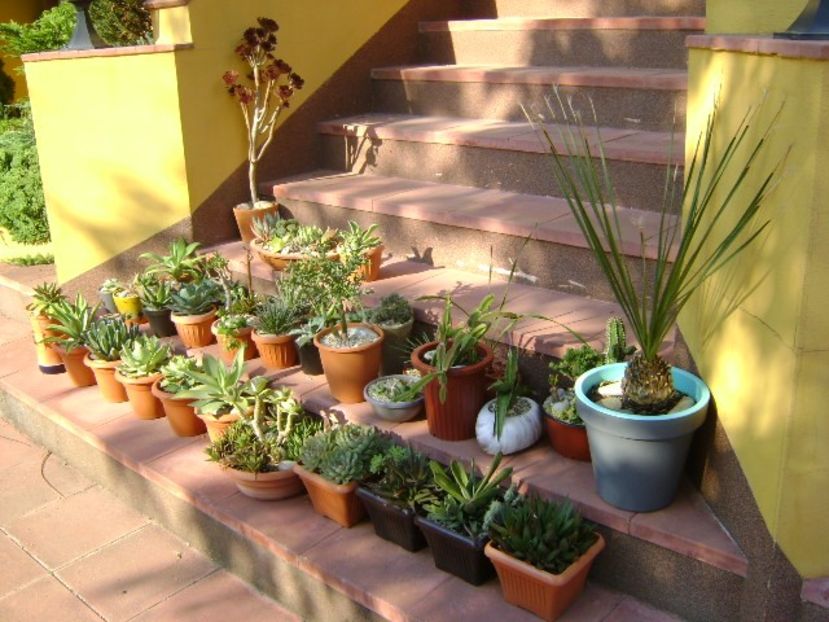 Agave & Suculente - r Vara 2016-2017-2018-2019