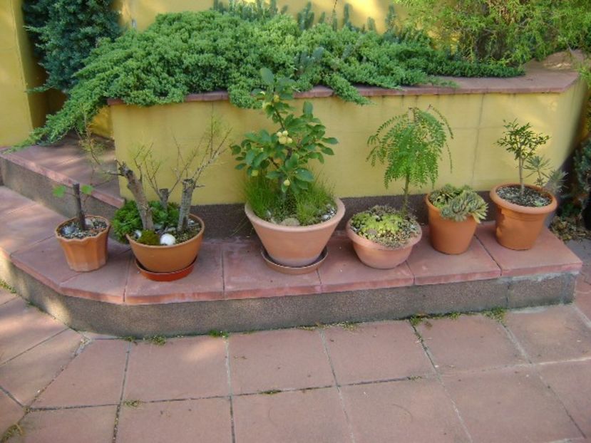 Plante in curte - r Vara 2016-2017-2018-2019