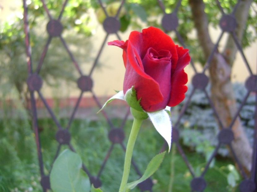 Trandafir - r Vara 2016-2017-2018-2019