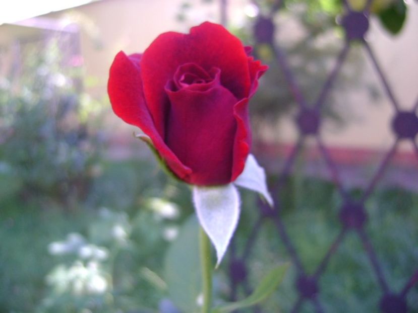 Trandafir - r Vara 2016-2017-2018-2019