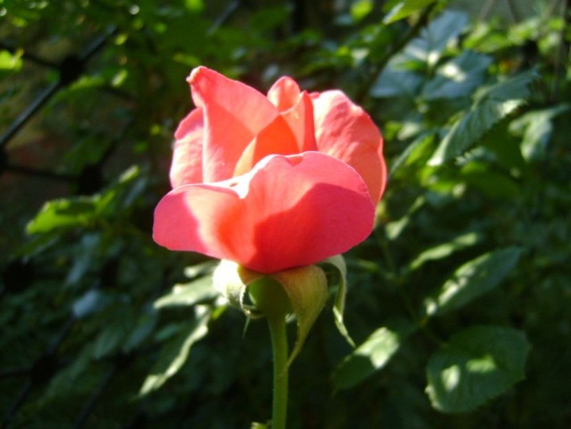 Trandafir - r Vara 2016-2017-2018-2019