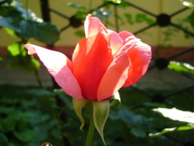 Trandafir - r Vara 2016-2017-2018-2019