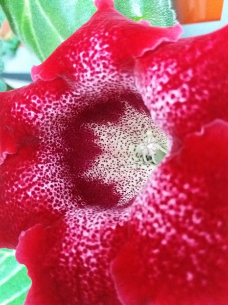 tigrina red - gloxinia 2018