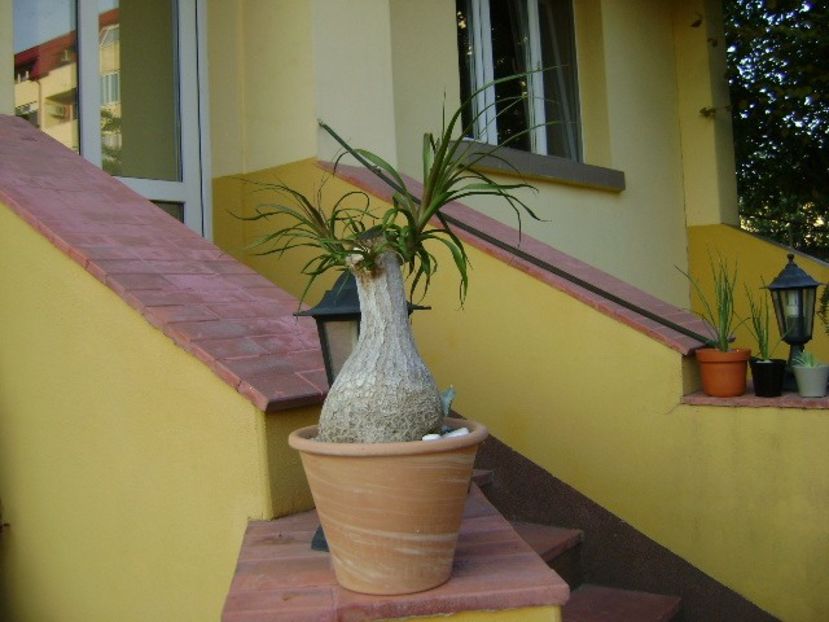 Beaucarnea recurvata (Nolina) - Caudiciforme si bulbi 2018