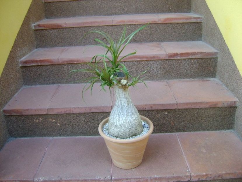 Beaucarnea recurvata (Nolina) - Caudiciforme si bulbi 2018