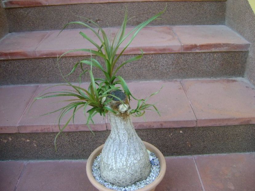 Beaucarnea recurvata (Nolina) - Caudiciforme si bulbi 2018