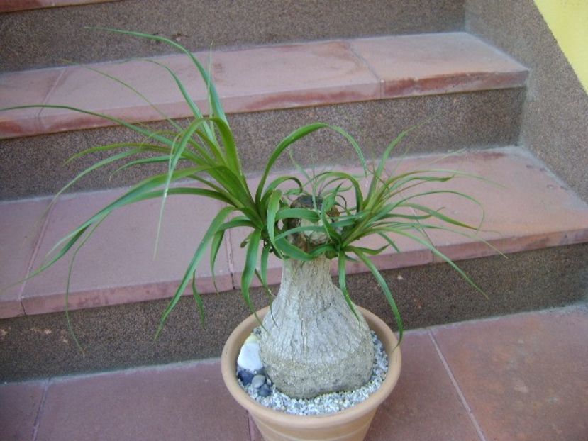 Beaucarnea recurvata (Nolina) - Caudiciforme si bulbi 2018
