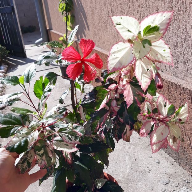  - hibi cooperi rose flake