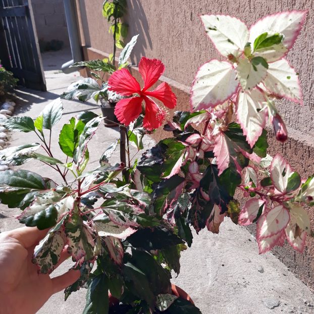  - hibi cooperi rose flake