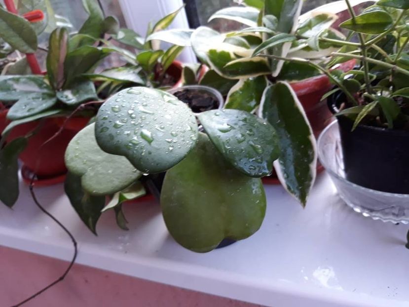 39745216_2232298250349461_4069209963652710400_n - Copie - Copie - 0-2019 - Hoya