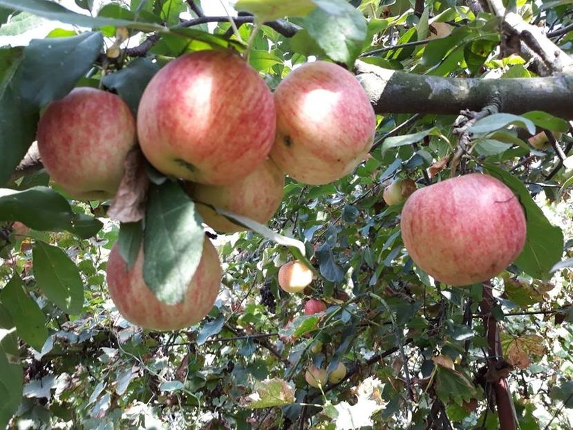  - 2018 - Din roadele grădinii