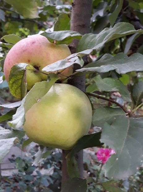  - 2018 - Din roadele grădinii