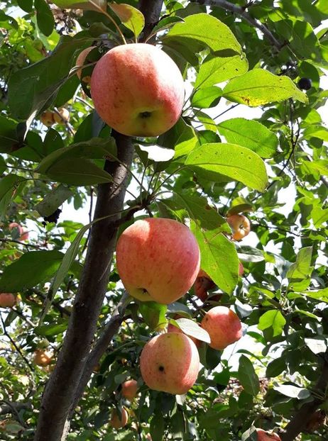  - 2018 - Din roadele grădinii