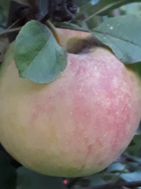  - 2018 - Din roadele grădinii