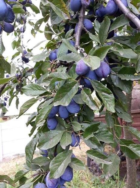  - 2018 - Din roadele grădinii