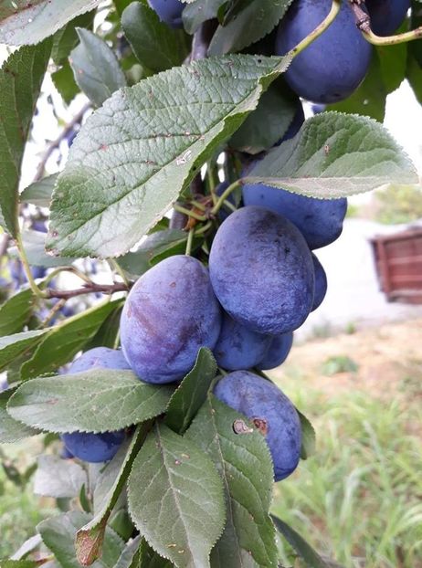 - 2018 - Din roadele grădinii