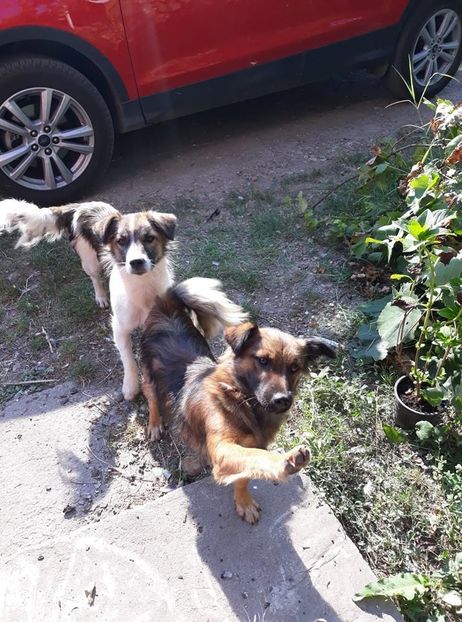  - ANIMĂLUȚELE NOASTRE