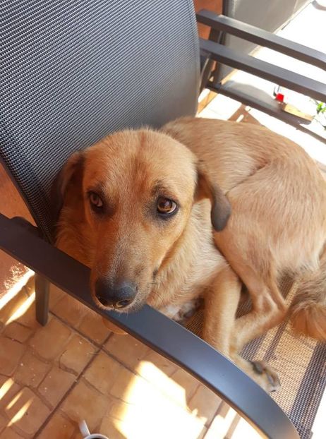  - ANIMĂLUȚELE NOASTRE