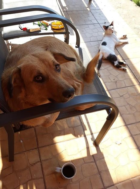  - ANIMĂLUȚELE NOASTRE