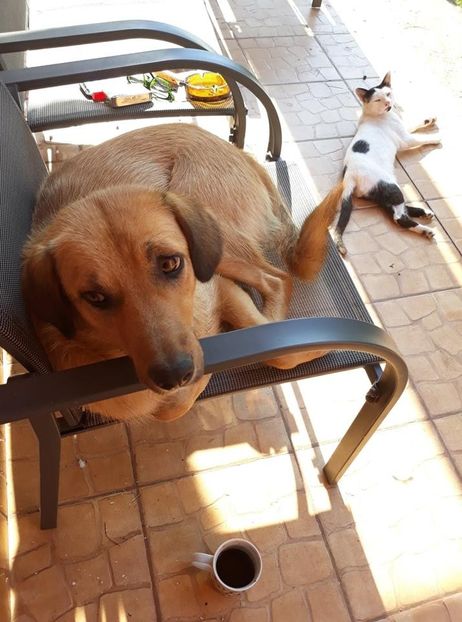  - ANIMĂLUȚELE NOASTRE