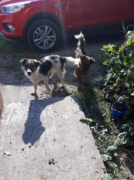  - ANIMĂLUȚELE NOASTRE