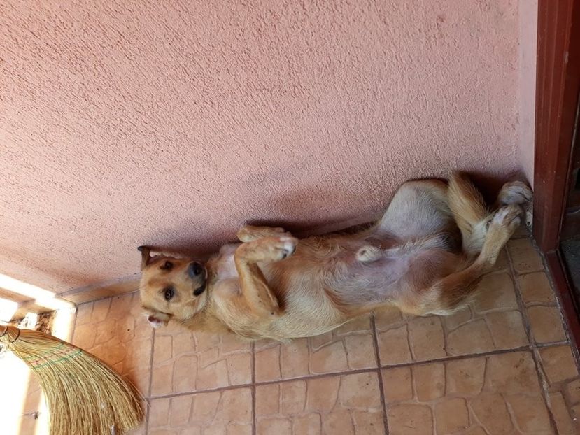  - ANIMĂLUȚELE NOASTRE