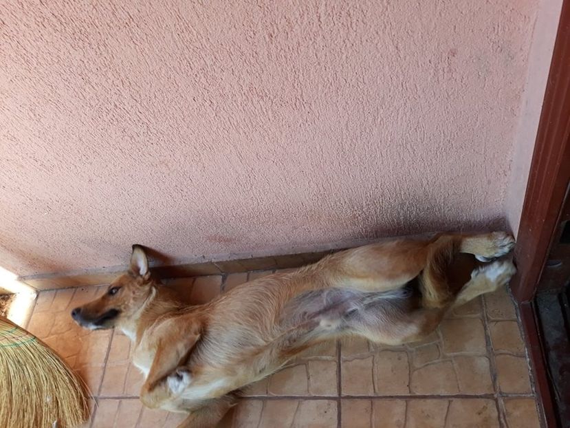  - ANIMĂLUȚELE NOASTRE