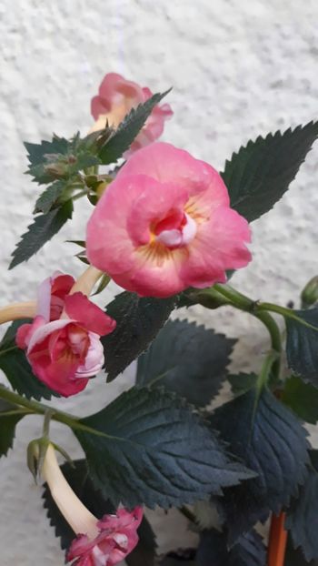  - R21 - Mary Poppins